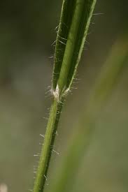 Attēlu rezultāti vaicājumam “Elymus caninus”