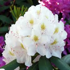 Attēlu rezultāti vaicājumam “Rhododendron catawbiense”