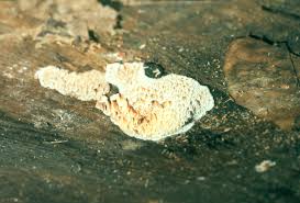 Attēlu rezultāti vaicājumam “Pycnoporellus alboluteus”