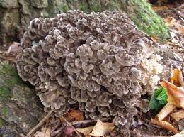 Attēlu rezultāti vaicājumam “Grifola frondosa”