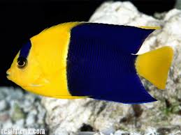 images?qtbnANd9GcTU 6aeeObnheSYMxSn9UreFF2wZOwS3wua5dgg1 qRKdtm tdylA