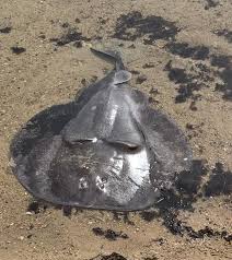 Image result for Tetronarce nobiliana