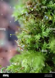 Attēlu rezultāti vaicājumam “Aulacomnium androgynum”