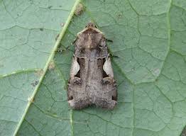 Attēlu rezultāti vaicājumam “Xestia c-nigrum”