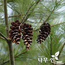 Attēlu rezultāti vaicājumam “Pinus strobus fruit”