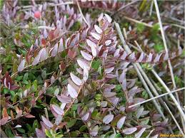 Attēlu rezultāti vaicājumam “Oxycoccus palustris”