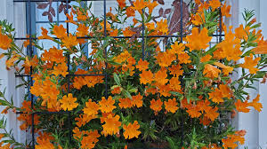 Image result for Chrysanthemum ptarmiciflorum