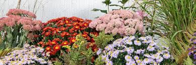 Image result for Chrysanthemum spectabile