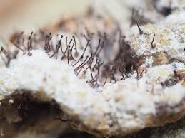 Attēlu rezultāti vaicājumam “Melanospora lagenaria”