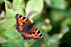 Attēlu rezultāti vaicājumam “Aglais urticae underside”