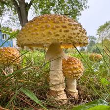 Attēlu rezultāti vaicājumam “Amanita muscaria”