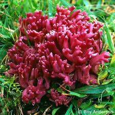 Attēlu rezultāti vaicājumam “Clavaria zollingeri”