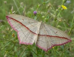 Attēlu rezultāti vaicājumam “Timandra comae”