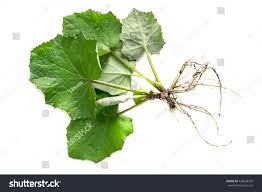 Attēlu rezultāti vaicājumam “Tussilago farfara leaf”