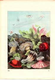 Image result for Anemonenarten