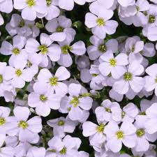 Image result for Aubrieta hybrida (cultorum)