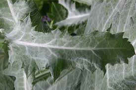 Image result for Onopordum acanthium