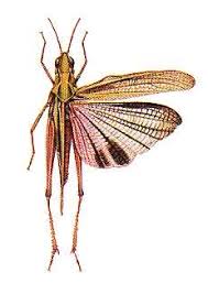 Attēlu rezultāti vaicājumam “Acrididae”