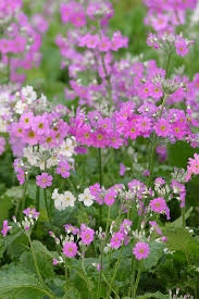 Image result for Primula malacoides