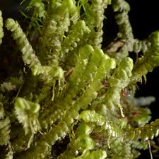 Attēlu rezultāti vaicājumam “Bazzania trilobata”