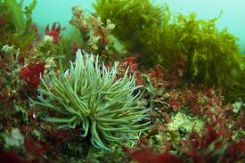 Image result for Chesham Sub Aqua