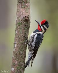 Image result for Sphyrapicus varius