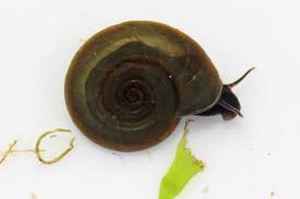 Attēlu rezultāti vaicājumam “Planorbidae”