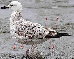 Image result for Larus cachinnans