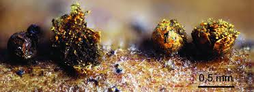 Attēlu rezultāti vaicājumam “Physarum flavicomum macro”