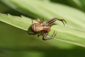 Attēlu rezultāti vaicājumam “Xysticus ulmi”