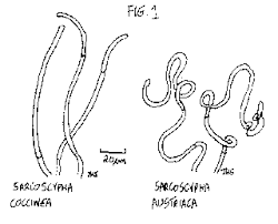 Attēlu rezultāti vaicājumam “Sarcoscypha austriaca”