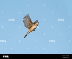 Attēlu rezultāti vaicājumam “Sylvia communis adult”