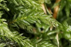 Attēlu rezultāti vaicājumam “Mnium hornum sporophyte”