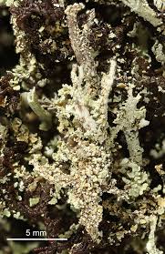 Attēlu rezultāti vaicājumam “Cladonia ramulosa”