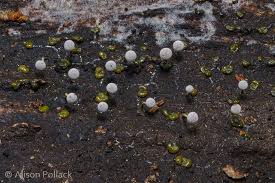 Attēlu rezultāti vaicājumam “Physarum luteolum young”