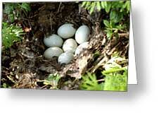 Attēlu rezultāti vaicājumam “Anas platyrhynchos eggs”