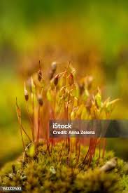 Attēlu rezultāti vaicājumam “Pohlia nutans sporophyte”