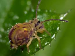 Attēlu rezultāti vaicājumam “Symphypleona”