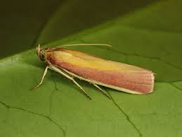 Attēlu rezultāti vaicājumam “Oncocera semirubella”