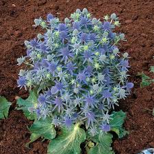 Image result for Eryngium `Blue Hobbit`