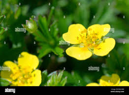 Image result for Potentilla erecta