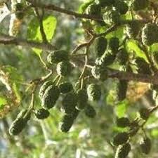 Attēlu rezultāti vaicājumam “Alnus glutinosa fruit”
