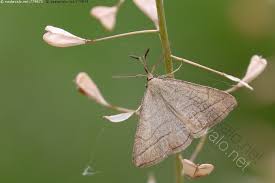 Attēlu rezultāti vaicājumam “Polypogon tentacularius”