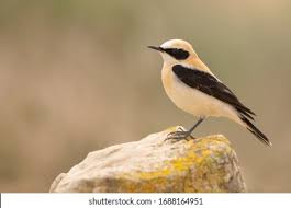 Image result for Oenanthe hispanica