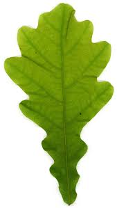 Attēlu rezultāti vaicājumam “Quercus robur leaf”