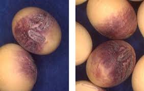 Attēlu rezultāti vaicājumam “Badhamia melanospora stalked”