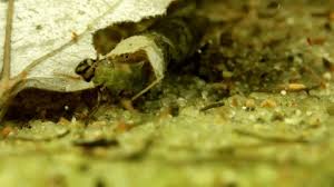 Attēlu rezultāti vaicājumam “Limnephilus larva”