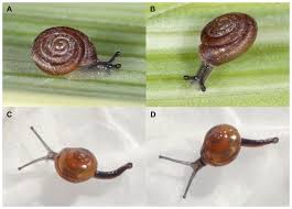 Attēlu rezultāti vaicājumam “Rhynchostegiella tenella macro”
