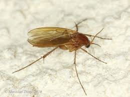 Attēlu rezultāti vaicājumam “Mycetophilidae”