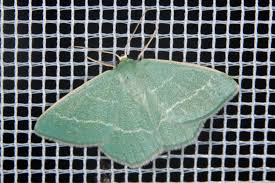 Attēlu rezultāti vaicājumam “Chlorissa viridata”